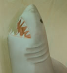 SHARK DETAIL