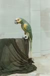 Parrot Prop